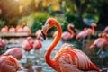 Group of pink flamingos in the lagoon on a sunny day