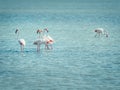 group of pink flamingos of the Mediterranean
