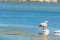 Group of pink flamingos in Molentargius