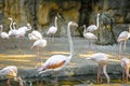 A group of pink flamingos near a small waterfall