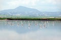 Flock of pink flamingos feeding in the Salt Lake in Larnaca, Cyprus Royalty Free Stock Photo