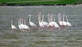 Flock of pink flamingos feeding in the Salt Lake in Larnaca Cyprus Royalty Free Stock Photo