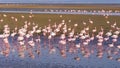 Group of pink flamingos on the sea at Walvis Bay
