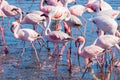 Group of pink flamingos on the sea at Walvis Bay, the atlantic coast of Namibia, Africa.