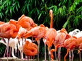 A group of pink flamingos at Shanghai wild animal park Royalty Free Stock Photo