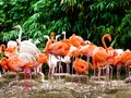 A group of pink flamingos at Shanghai wild animal park Royalty Free Stock Photo