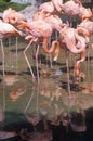 Group of Pink Flamingos in water, Sea World, San Diego, CA