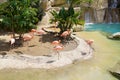 Group of pink flamingos at a wildlife park