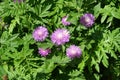 Group of pink flowers of Centaurea dealbata Royalty Free Stock Photo