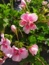 A group of pink geraniums with dew drops. Un grupo de geranios rosados con gotas de rocÃÂ­o