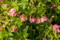 Group of a Pink Helleborus orientalis