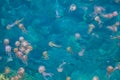 Group of pink jellyfish under crystalline sea