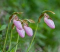 Group of Pink Lady Slippers Royalty Free Stock Photo