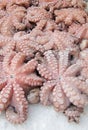 Freshly Caught Octopus Octopi at Fish Market in Venice Royalty Free Stock Photo