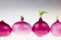 Group pink onion on a white background. Several shiny onion peeled.