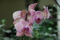 Group of pink orchid blooms