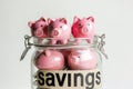 Group of pink piggy banks in a glass jar, inscription \