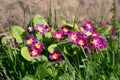 Group of pink Primroses flowering in the spring sunshine Royalty Free Stock Photo
