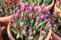 Group Pink Tulip flower in vase