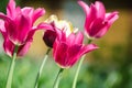 Group of pink tulips in a garden Royalty Free Stock Photo