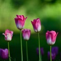 Group of pink tulips in the garden
