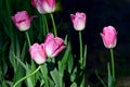 Group of pink tulips in the garden Royalty Free Stock Photo