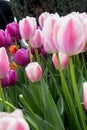 Group of pink and white spring tulips on slim green stems