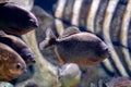 A group of piranhas in a marine aquarium. Predatory fish Royalty Free Stock Photo