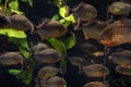 Group of piranhas floating in an aquarium
