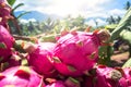 Group of pitaya fruits harvested from an organic farm. Harvesting ripe red cactus fruits in summer. Generative AI Royalty Free Stock Photo