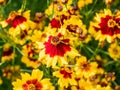 Group of plains coreopsis flowers in bloom