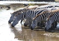 Group of Plains zebras at watering near the big river in the ear