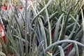 Group of plants sansevieria stuckyi of aqua menthe color with long leaves and tapered in red pots.