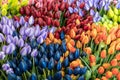 Group of plastic colorful tulips