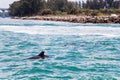 Group of playful dolphins swimming in an azure ocean, surrounded by a variety of aquatic wildlife