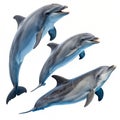 Group of dolphins swimming isolated on white background Royalty Free Stock Photo
