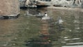 Group of Playful And Highly Social African Penguins Congregate at The Waters Edge In Their Habitat Enclosure at a Public