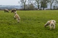 A group of playful lambs in a field near Market Harborough UK