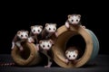 Playful ferrets