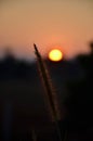 Group of poaceae with sunset light. Twilight of poaceae. Grass flower. grass flowers with sunrise background. Royalty Free Stock Photo