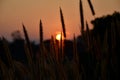 Twilight of poaceae. Grass flower. grass flowers with sunrise background. Royalty Free Stock Photo