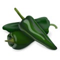 Group of poblano pepper. Vector illustration.