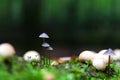 A group of poisonous mushrooms in the forest Royalty Free Stock Photo