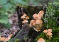 Group of poisonous mushrooms Royalty Free Stock Photo