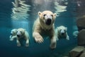 a group of polar bears swimming in icy water Royalty Free Stock Photo