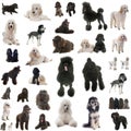 Group of poodles Royalty Free Stock Photo