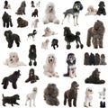 Group of poodles Royalty Free Stock Photo