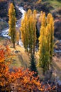 Group poplars in autumn