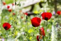 Group of poppies in the garden