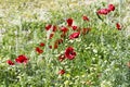 Group of poppies in the garden